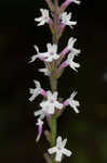 Carolina false vervain